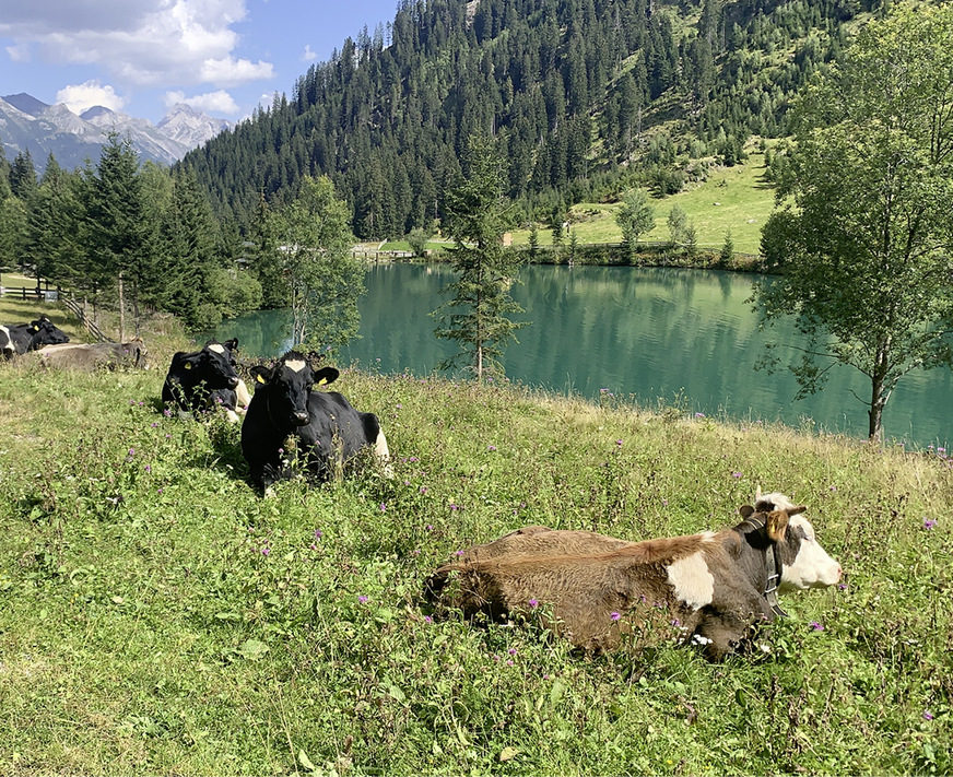 Die Almkühe am Wegesrand waren nicht lila!