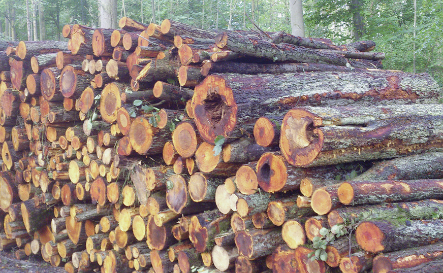 Bei nachhaltiger Waldbewirtschaftung wird zurzeit nach wie vor weniger Holzmasse entnommen als neue nachwächst. Der Waldbestand nahm laut der letzten Bundeswaldinventur nach wie vor zu.