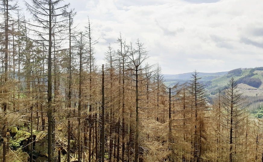 Sieht schlimm aus, ist es aber nur bedingt: Durch Borkenkäferbefall abgestorbener Nadelwaldbestand im Harz. Resistentere Mischwaldbestände werden ihn künftig ablösen.