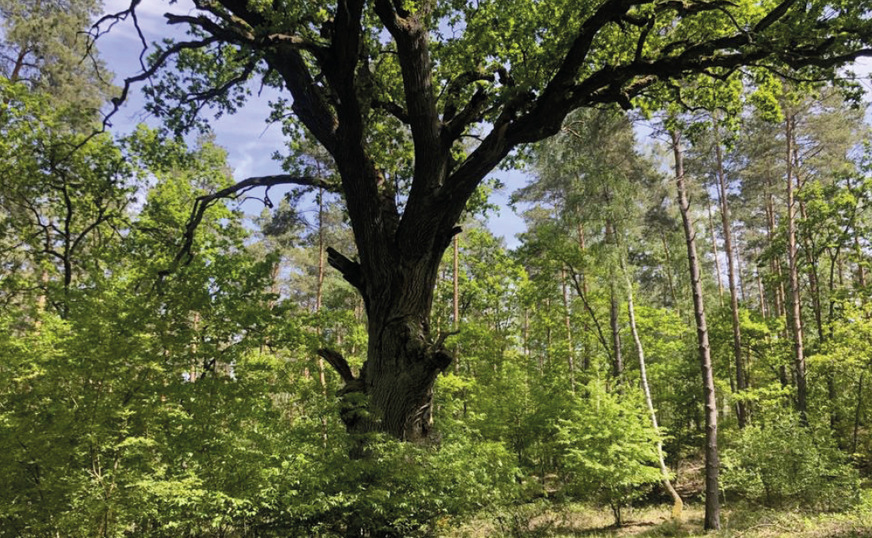 Eiche im Mischwald im Sommer