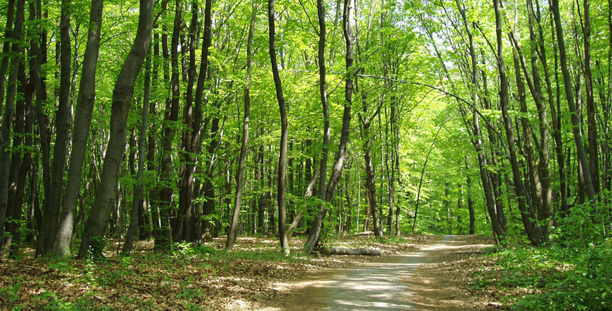 Gut zu wissen: Nachhaltig bewirtschaftete Wälder tragen durch Wachstum und Holznutzung dazu bei, dass langfristig mehr CO2 gespeichert wird als in naturbelassen Wäldern. Diese laufen mit der Zeit auf eine Kohlenstoff-Sättigung zu.