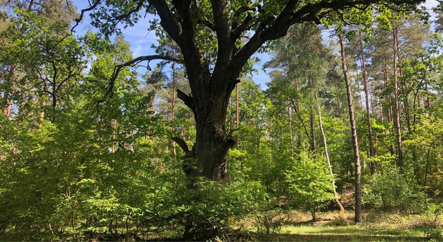 Der Gesamtvorrat an Holz in deutschen Wäldern beträgt rund 3,7 Milliarden Kubikmeter, wobei der Anteil von Laubbäumen weiter wächst, während der Bestand an Fichten erheblich zurückgegangen ist.