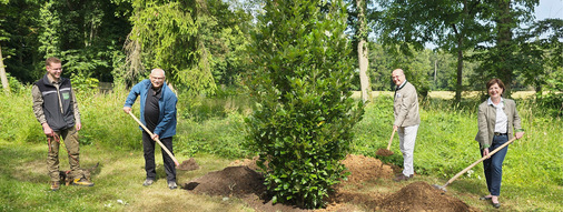 Symbolhafte Pflanzung einer „Schloss-Eiche“