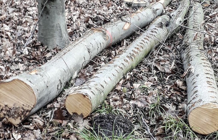 Brennholz besteht in der Regel aus minderwertigen Stämmen und Baumkronen. - © Foto: HKI
