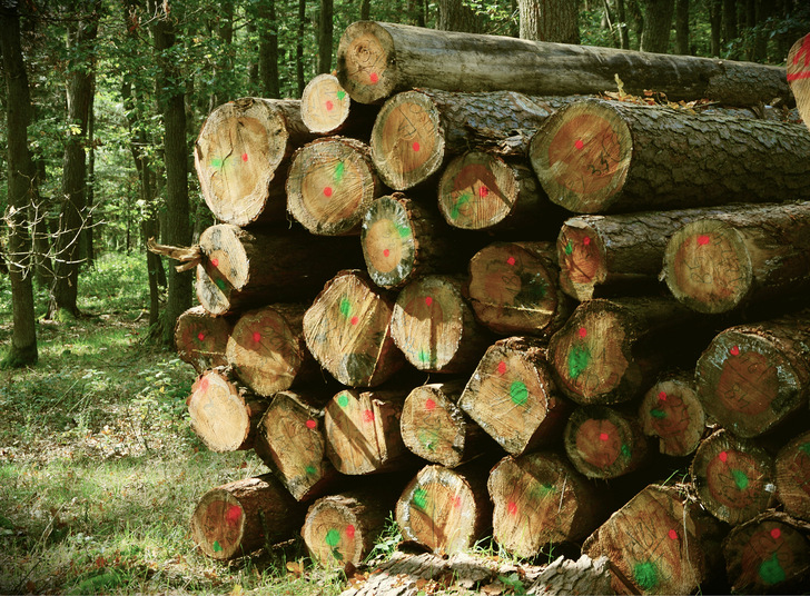 Experten gehen davon aus, dass die Waldfläche dank der nachhaltigen Forstwirtschaft in ­Deutschland konstant bleibt. - © Foto: congerdesign auf Pixabay
