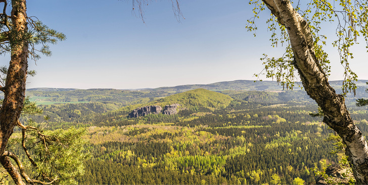 Der aktive Waldumbau hingegen ist laut Professor Dr. Hubert Röder, Leiter des ­Lehrstuhls für nachhaltige Betriebswirtschaft an der HSWT, dringend notwendig.
