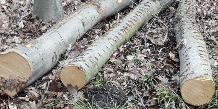 Brennholz fällt bei der regelmäßigen Waldpflege an, ist nicht sägefähig und somit für die Möbel- und Bauindustrie nicht zu gebrauchen.