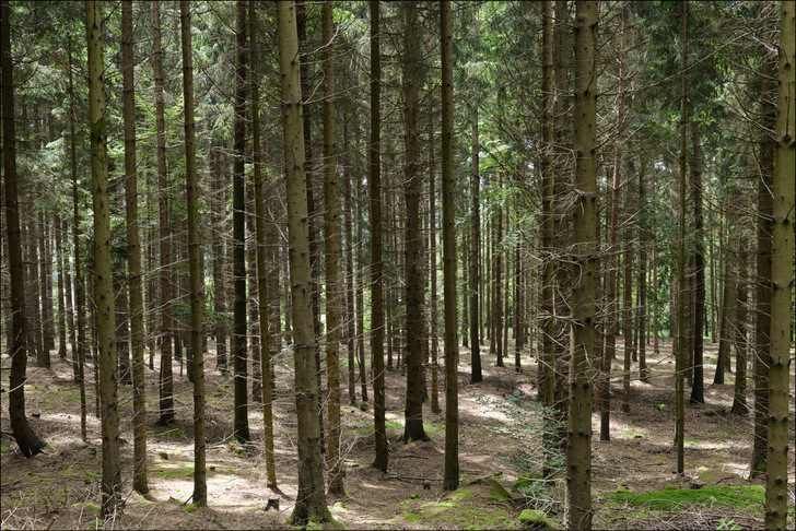 Rohstoffquelle Wald: Der Holzvorrat in deutschen Wäldern ist so hoch wie seit langem nicht mehr. Das ermöglicht eine regionale und nachhaltige Holznutzung – auch für die Erzeugung von Holzenergie als klimaschonender Ersatz für Öl und Gas.