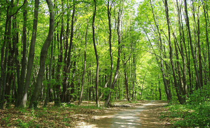 Wird das Brennholz ofenfertig beim Brennholzhandel gekauft, sollten Verbraucherinnen und Verbraucher darauf achten, dass ihr Brennholz aus der Region kommt und bei Unsicherheit nach dem Ursprung fragen. Ein direkter Hinweis ist das Qualitätszeichen „Kooperation Sauberes Holzfeuer“ des Bundesverband Brennholzhandel Brennholzproduktion: Dieses Brennholz stammt garantiert aus regionaler und nachhaltiger Forstwirtschaft.