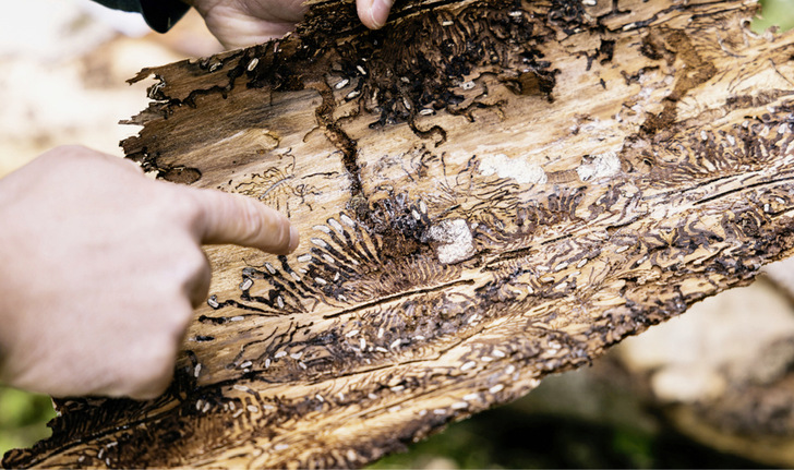 Wenn der Borkenkäfer die Bäume schädigt, muss das befallene Holz schnell entfernt werden. Ansonsten vermehrt sich der Schädling unkontrolliert – mit fatalen Folgen für den Wald. - © Foto: Deutsches Pelletinstitut/txn
