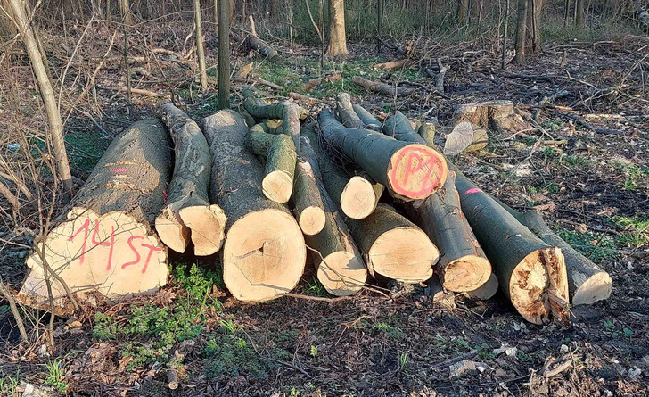  Brennholz aus deutschen Forsten fällt bei der Waldpflege und der Beseitigung von Sturmschäden an. Die minderwertigen oder beschädigten Stämme werden regional vermarktet.