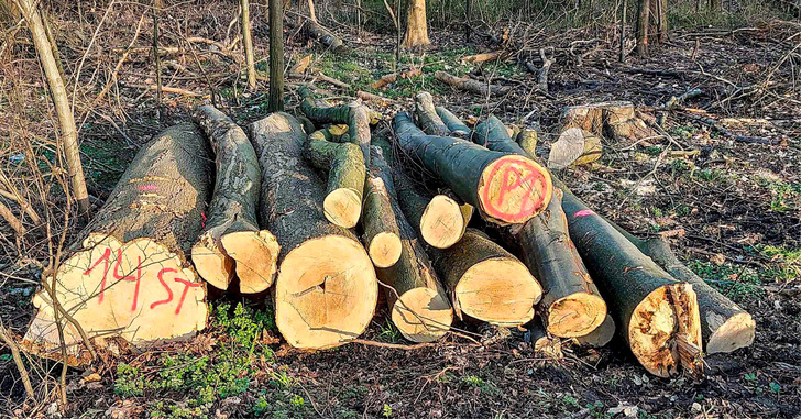 Brennholz aus deutschen Forsten fällt bei der Waldpflege und der Beseitigung von Sturmschäden an. Die minderwertigen oder beschädigten Stämme werden regional vermarktet.