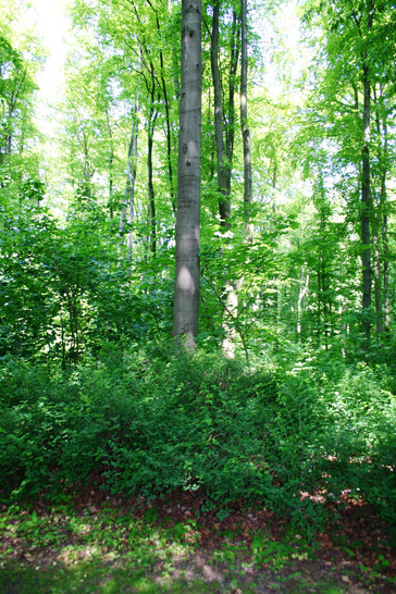  Eine aktive Verjüngung und der Umbau zu klimastabilen Mischwäldern sichern langfristig die Stabilität des Waldes