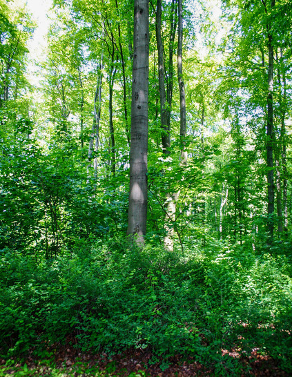 Eine aktive Verjüngung und der Umbau zu klimastabilen Mischwäldern sichern langfristig die Stabilität des Waldes