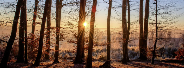  Bei der Durchforstung des Waldes fällt viel Brennholz an, für das es sonst kaum Verwendung gibt.