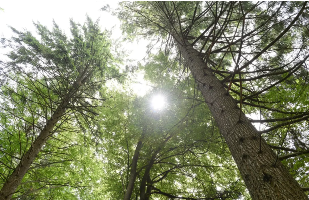  Die Wälder in Deutschland müssen aktiv umgebaut werden, um stabil für die Zukunft zu sein und weiter als CO₂-Speicher und artenreicher Lebensraum zu dienen. Bei der Bewirtschaftung fällt viel Holz an, das klimaschädliche Baumaterialien ersetzen kann. Die dabei anfallenden Verarbeitungsreste lassen sich in Form von Holzpellets als nachhaltige Energiequelle nutzen.

