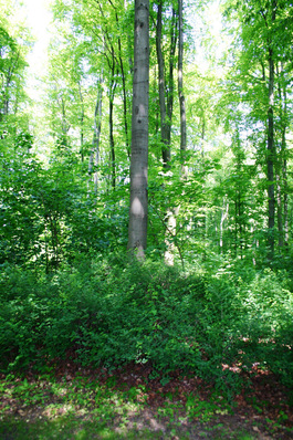  Eine aktive Verjüngung und der Umbau zu klimastabilen Mischwäldern sichern langfristig die Stabilität des Waldes